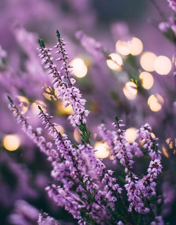 (1231)Lavender Fragrance CD V系 Lavender Fragrance | PerfumersWorld