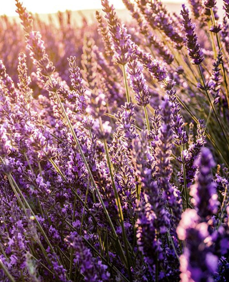 1125x2436 Resolution Lavender Field at Night Iphone XSIphone 10Iphone X  Wallpaper  Wallpapers Den